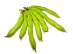 Fava Bean